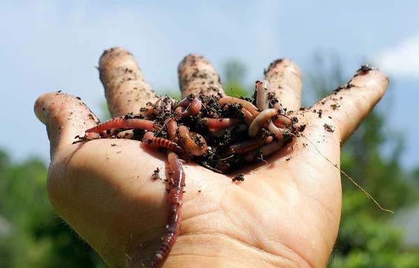Kompostwürmer 250 Stück - Kompoststarter Wurmkiste Wurmfarm Regenwürmer Gartenwürmer